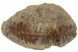 Fossil Fern (Pecopteris) Nodule Pos/Neg - Mazon Creek #184649-1